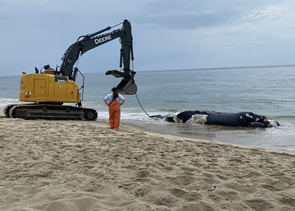 LandMark Excavation & Site Work Removes Endangered Beached Whale From Jersey Shore Beach